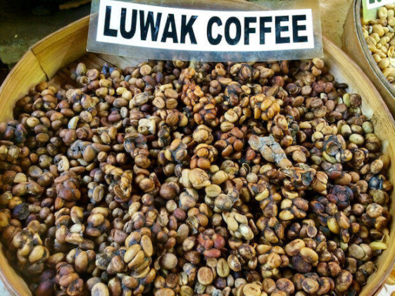  Kopi  Luwak  Kaffee Zubereitung Preis und Informationen